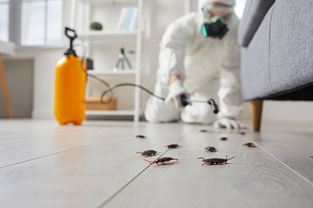 Commercial Rodent Management in Carterville